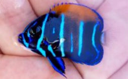 Majestic Angelfish - Captive Bred