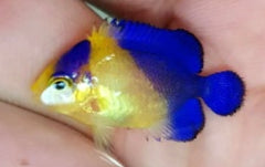 Purple Masked Angelfish - Captive Bred