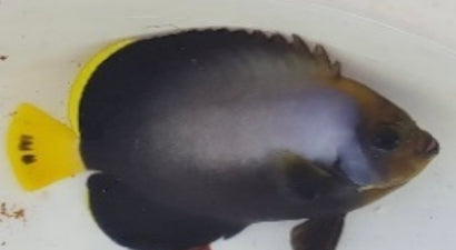 Bali Aquarich Captive Bred Phantom x Maze Angelfish