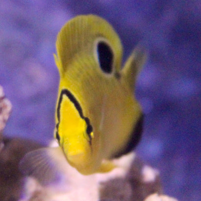 Goldflake Angelfish - Captive Bred