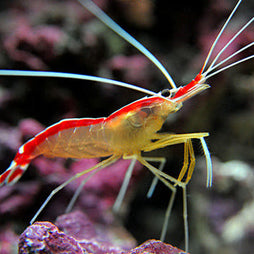 Skunk Cleaner Shrimp (Multiples Available)