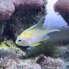 Borbonius Anthia