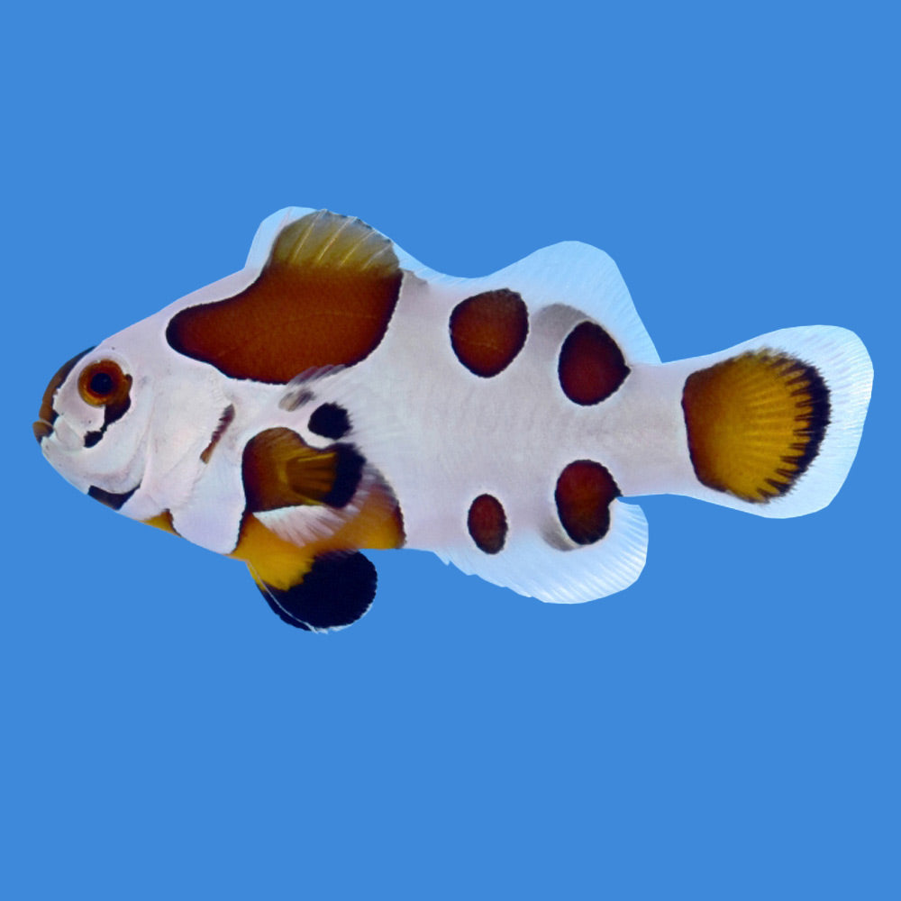 Mocha Storm Clownfish (Multiples Available)