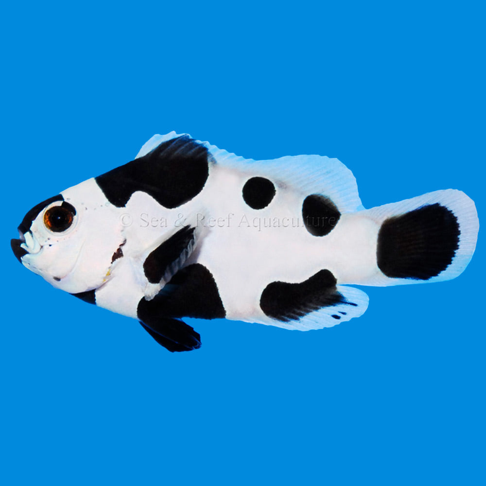 Black Storm Clownfish (Multiples Available)
