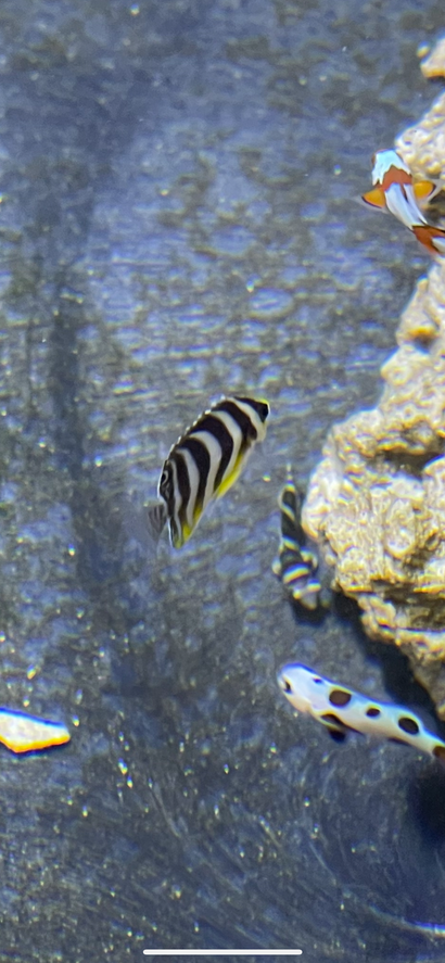 BA Multibar Angelfish
