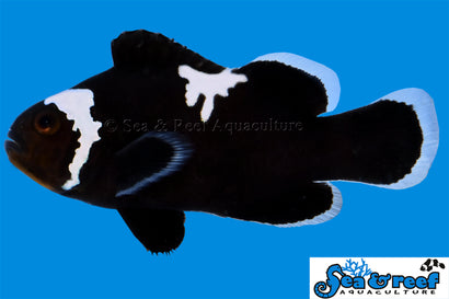 Midnight Lightning Clownfish