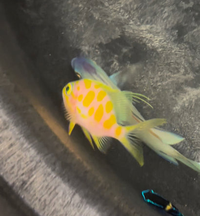Borbonius Anthias