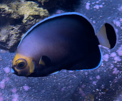 Conspicillatus Angelfish - Captive-Bred