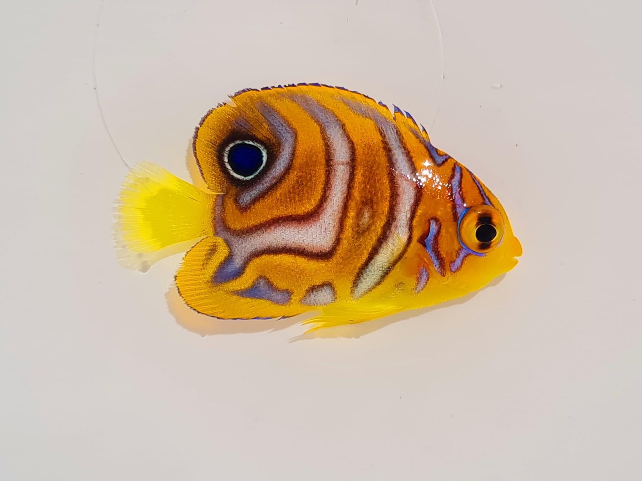 Regal Angelfish - Captive-Bred Special Pattern