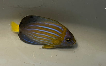 Blueline Angelfish