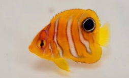 Regal Angelfish - Captive Bred
