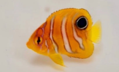 Regal Angelfish - Captive Bred