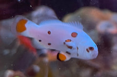 White Storm Clownfish