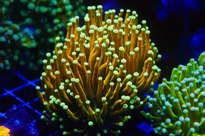 Golden Basket Holy Guacamole - Single Head Frag