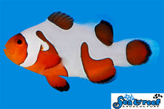 DaVinci Clownfish - Grade Extreme