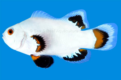 Longfin Ice Storm Clownfish